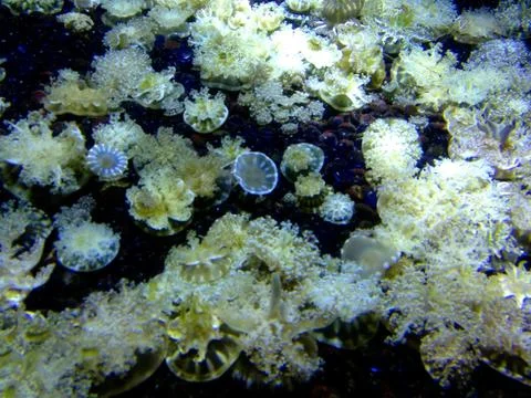 Upside down jellies 2 Fotos Stock