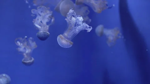Upside-down jellyfish (Cassiopea) 1 fragment Stock Footage 336262973