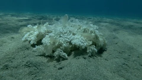 Upside Down Jellyfish Cassiopea andromeda is sitting on sandy bottom (Underwater Stock Footage 94587001