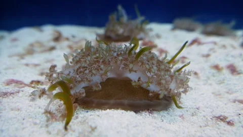 Upside-down jellyfish (Cassiopea andromeda) Stock Footage 231075865