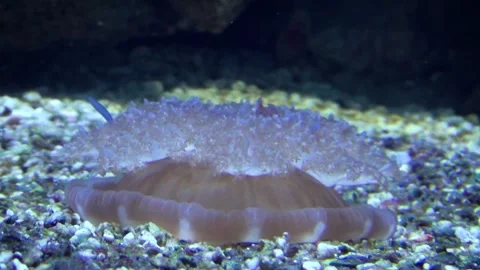 Upside-down jellyfish (Cassiopea andromeda) Stock Footage 259110347