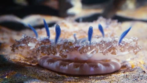 Upside Down Jellyfish (Cassiopea andromeda) at Vancouver Aquarium Stock Footage 320020195