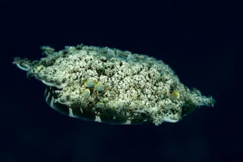 Upside-down jellyfish, Cassiopea andromeda is a type of jellyfish that usuall Foto stock