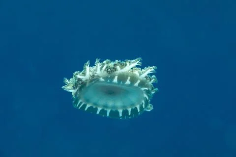 Upside-down jellyfish, Cassiopea andromeda is a type of jellyfish that usuall Stock-Fotos