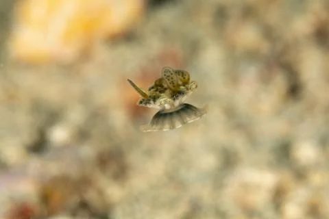 Upside-down jellyfish, Cassiopea andromeda is a type of jellyfish that usuall Stock Photos
