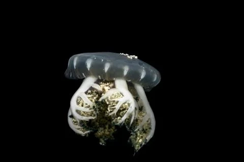 Upside-down jellyfish, Cassiopea andromeda is a type of jellyfish that usuall Foto stock