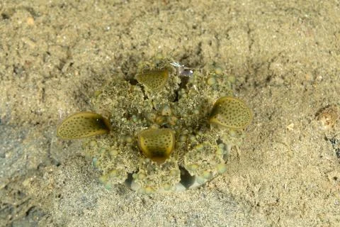 Upside-down jellyfish, Cassiopea andromeda is a type of jellyfish that usuall Foto stock