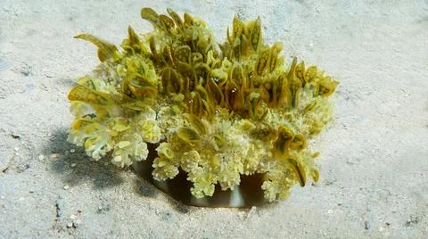 Upside down jellyfish, Cassiopea  andromeda, Medusa Stock Photos