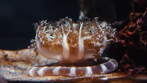 Upside Down Jellyfish (Cassiopea) in an Aquarium Tank Stock Footage 320020219
