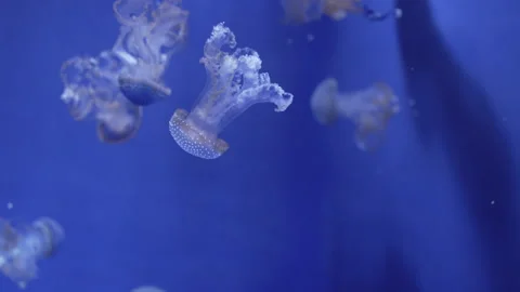 Upside-down jellyfish (Cassiopea) Stock Footage 336263075