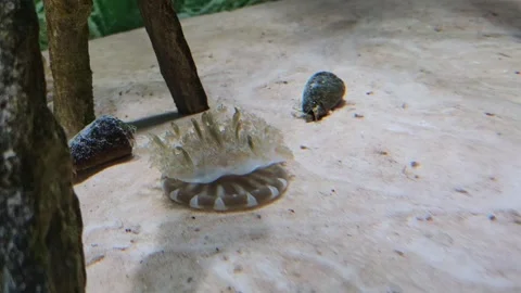 Upside-down jellyfish (Cassiopea) resting on the seabed. Stock Footage 323864852