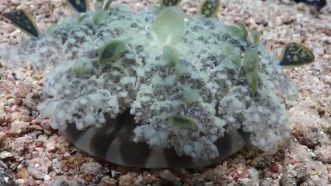 Upside down jellyfish (Cassiopea) on sandy bottom Stock Footage 82886321