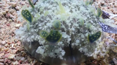 Upside down jellyfish (Cassiopea) on sandy bottom Stock Footage 82886336