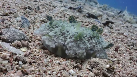 Upside down jellyfish (Cassiopea) on sandy bottom Stock Footage 82886447