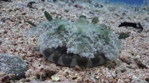 Upside down jellyfish (Cassiopea) on sandy bottom Stock Footage 82886509