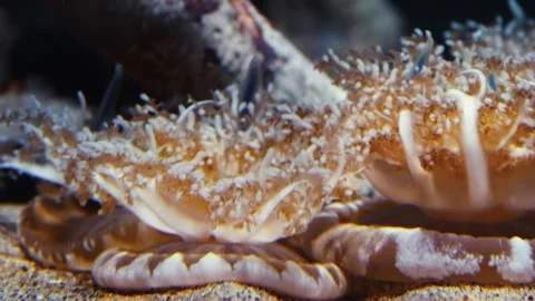 Upside Down Jellyfish (Cassiopea) on the Seabed at Vancouver Aquarium Stock Footage 320020174