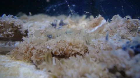 Upside Down Jellyfish (Cassiopea) Swimming Stock Footage 59130197