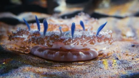 Upside down Jellyfish (Cassiopea) in Vancouver Aquarium Stock Footage 320020167