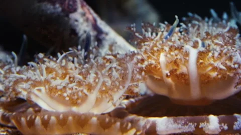Upside Down Jellyfish (Cassiopea) at Vancouver Aquarium Stock Footage 320020223