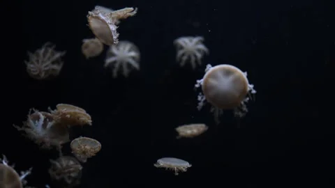 Upside-down jellyfish float peacefully in a dark underwater scene, their intrica Stock Footage 291841204