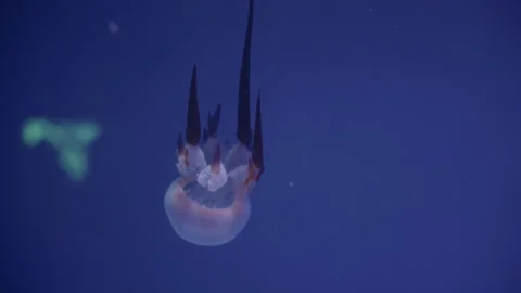 Upside down jellyfish floating in dark blue water Stock Footage 300584781