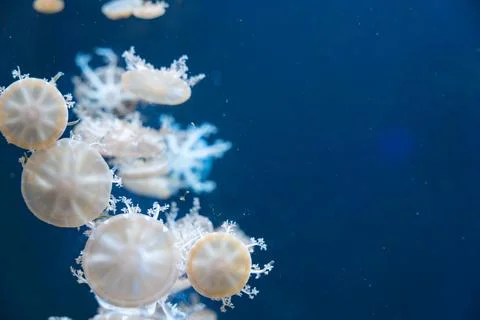 Upside-down jellyfish, floating in deep blue water Stock Photos