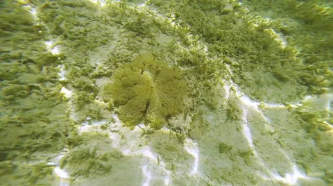 Upside-down jellyfish Stock Footage 40449975