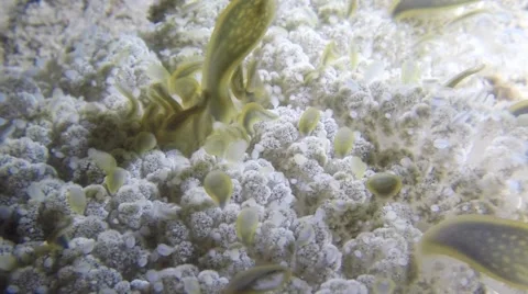 Upside-down Jellyfish Video stock 64461588