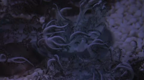 Upside down jellyfish moving. Stock Footage 12225907