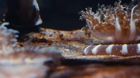 Upside Down Jellyfish on Sandy Seabed Stock Footage 320020083