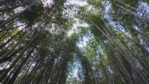 Upside-Down Perspective Walking Through the Bamboo Forest in Arashiyama Stock Footage 327881324