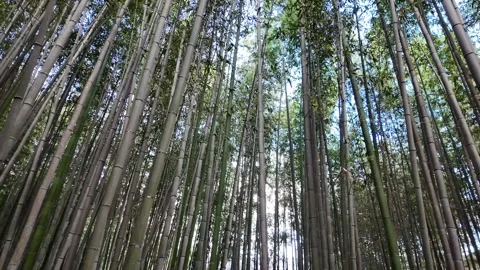 Upside-Down Perspective Walking Through the Bamboo Forest in Arashiyama Stock Footage 327882195