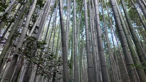 Upside-Down Perspective Walking Through the Bamboo Forest in Arashiyama Stock Footage 327882411
