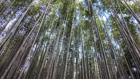 Upside-Down Perspective Walking Through the Bamboo Forest in Arashiyama Stock Footage 327882560