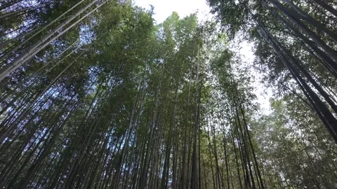 Upside-Down Perspective Walking Through the Bamboo Forest in Arashiyama Stock Footage 327882591