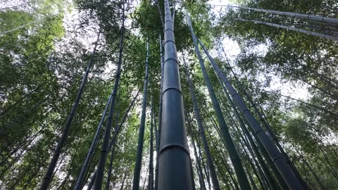 Upside-Down Perspective Walking Through the Bamboo Forest in Arashiyama Stock Footage 327883237