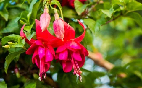 Upside down red flowers Stock Photos