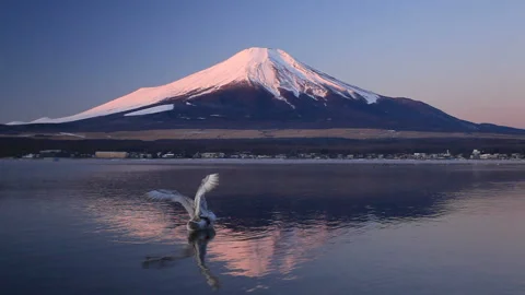 Upside-Down Red Fuji, Lake Yamanaka in the Morning, and Swans Video stock 324959299