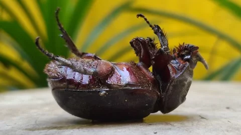 Upside Down  Rhinoceros Beetle Stock Footage 296045327