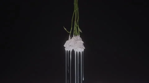 Upside Down Roses Dripping White Paint with Black Background Stock Footage 222006318