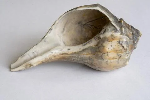 Upside down shell Stock Photos