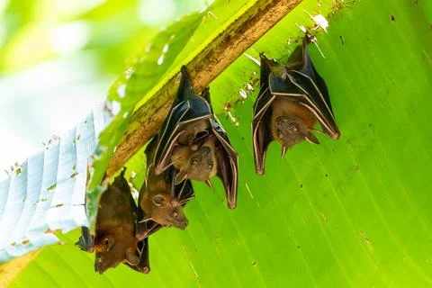 Upside down sleeping bats hanging under banana leaf to avoid sunlight. Stock Photos