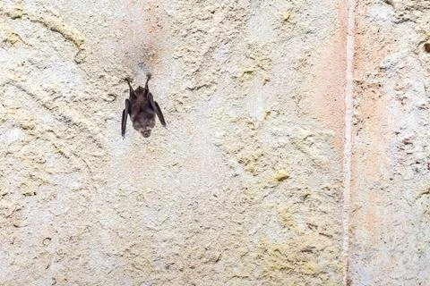 Upside down sleeping monster bat Stock Photos