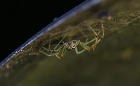 Upside down small spider sitting on a metal surface Stock Photos