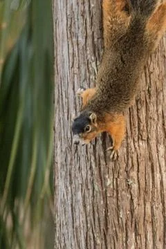 Upside down Southern fox squirrel Sciurus niger perches on a tree Stock Photos