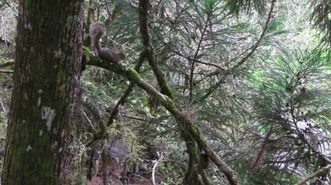 The Upside Down Squirrel Stock Footage 28499916