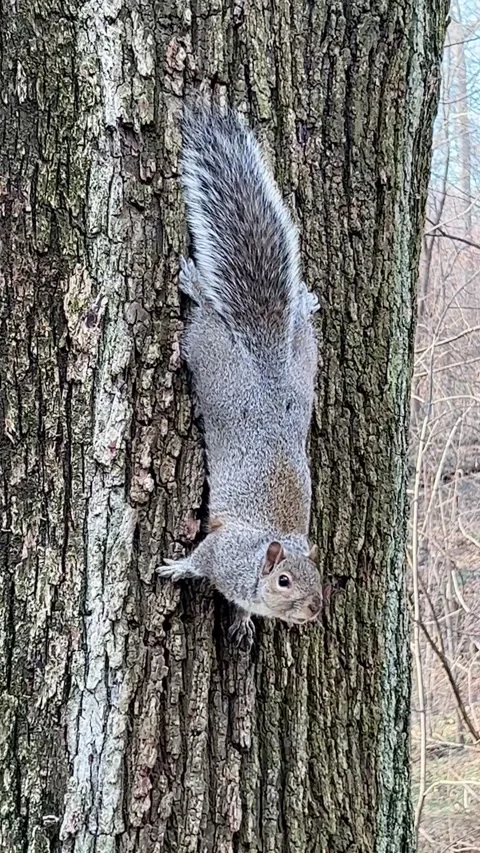 Upside down squirrel on a tree Stock Footage 311673395