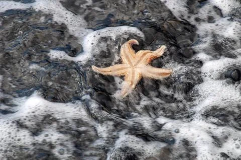 Upside down starfish on black pebble beach Stock Photos