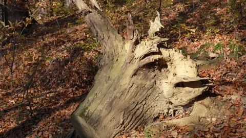 Upside down stump in the forest Stock Footage 257669207