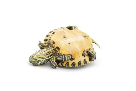 Upside down turtle Stock Photos